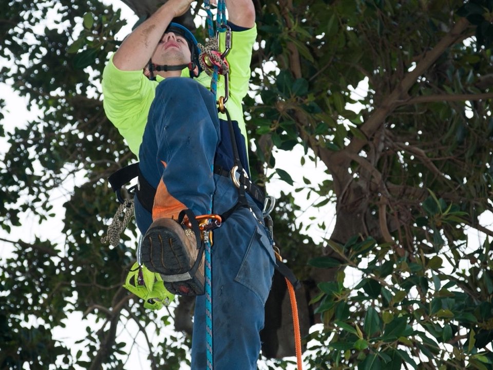 Qualified arborist working in a mature tree during a property survey in South Ayrshire