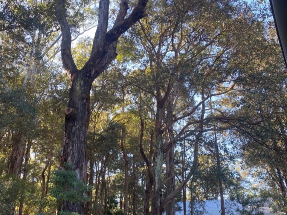 Mature trees in a South Ayrshire parkland setting due for routine re-inspection